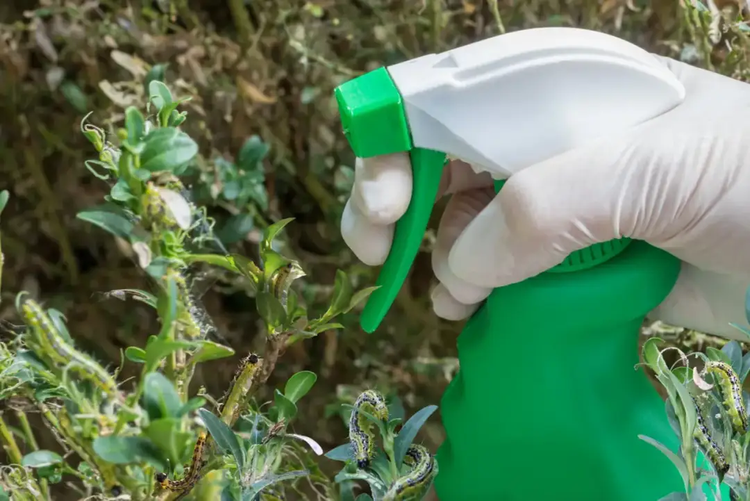 Jak opryskiwać bukszpan, aby skutecznie chronić go przed szkodnikami