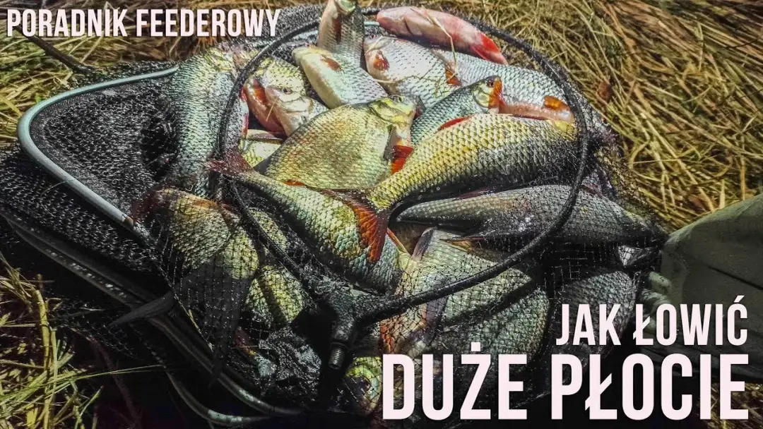 Sensas Gros Gardons: Sekret łowienia dużych płoci - Poradnik