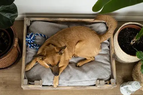 Jak zrobić drewniane legowisko dla psa - proste kroki i porady