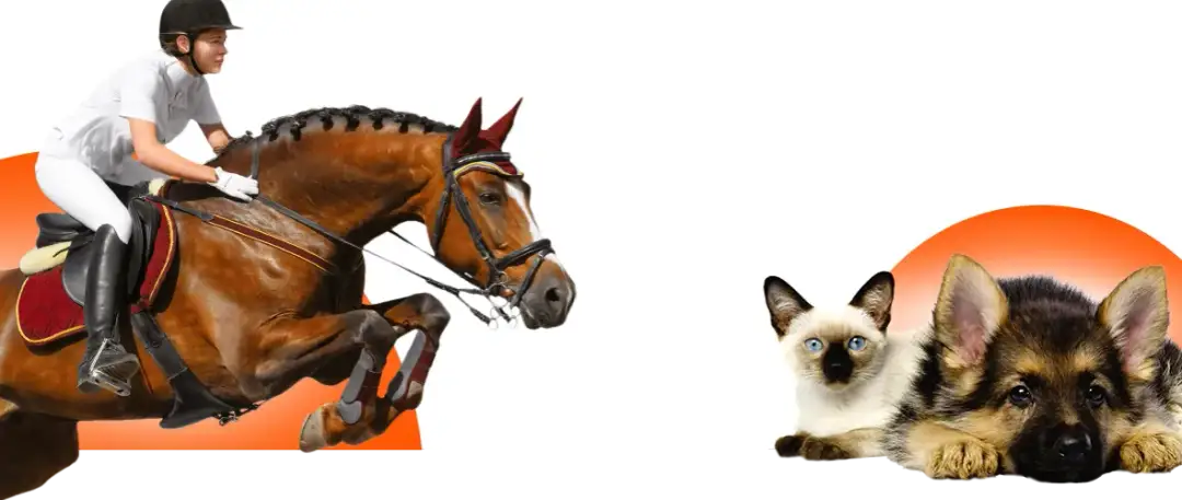 Najlepsze legginsy jeździeckie z silikonowym lejem - komfort i stabilność