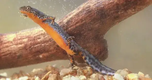 Wie kommen Molche in den Teich? So schaffen Sie optimale Bedingungen