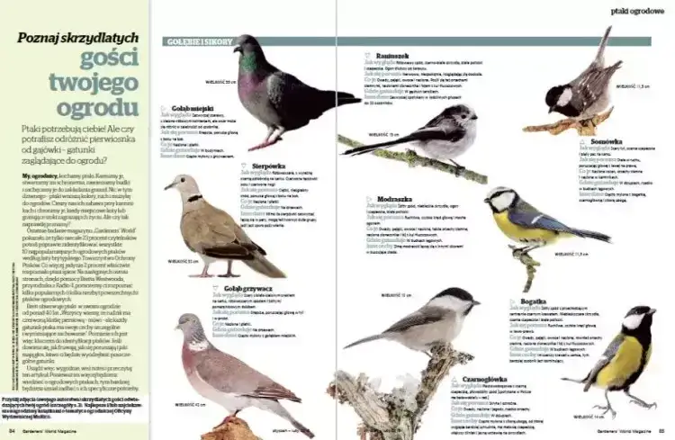 Jak rozpoznać ptaki w ogrodzie i cieszyć się ich pięknem każdego dnia
