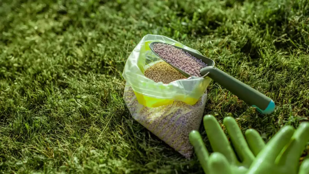 Kiedy pierwsze nawożenie trawnika? Uniknij najczęstszych błędów