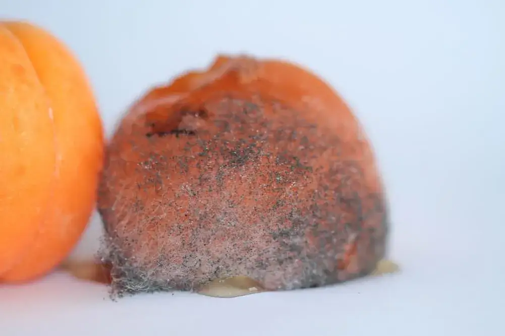 Objawy alergii na Cladosporium: jak je rozpoznać i unikać problemów