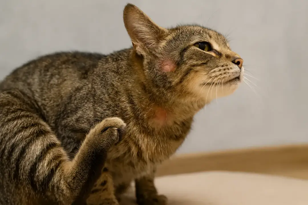 Alergia na sierść kota objawy: jak je rozpoznać i unikać problemów