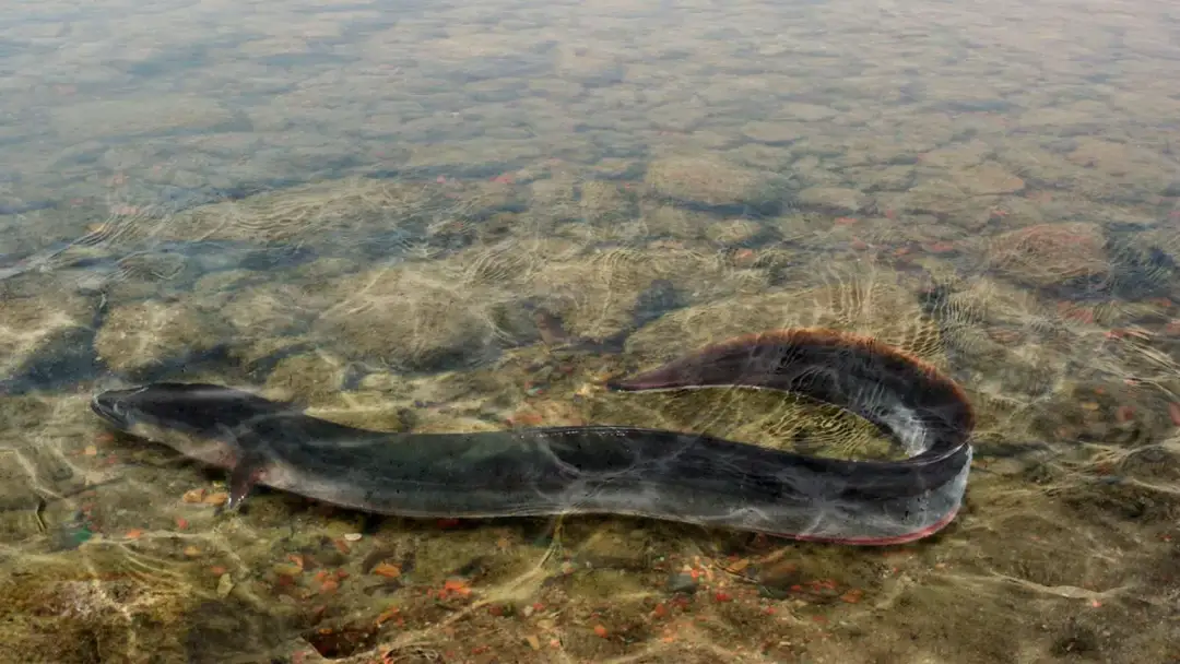 Najlepsze przynęty na węgorza, które zwiększą Twoje szanse na sukces