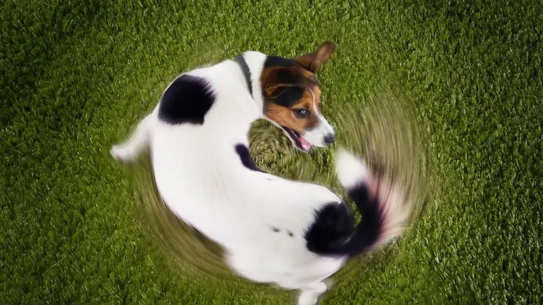 Dlaczego pies biega w kółko? Odkryj ukryte przyczyny tego zachowania