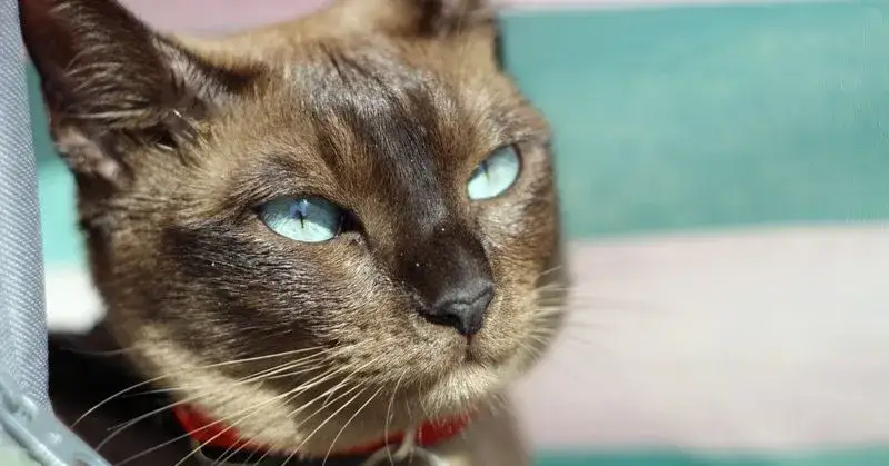 Tonkijskie koty: Cechy, pielęgnacja i historia tej wyjątkowej rasy