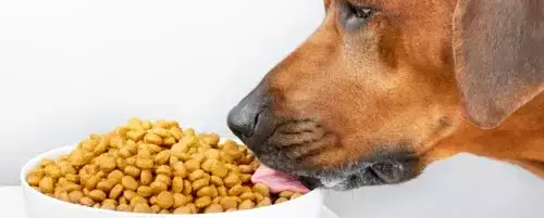 Tylko sucha karma dla psa? Rozwiewam wątpliwości!