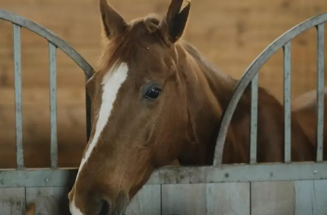Jak przepisać konia na siebie - uniknij problemów i zbędnych kosztów