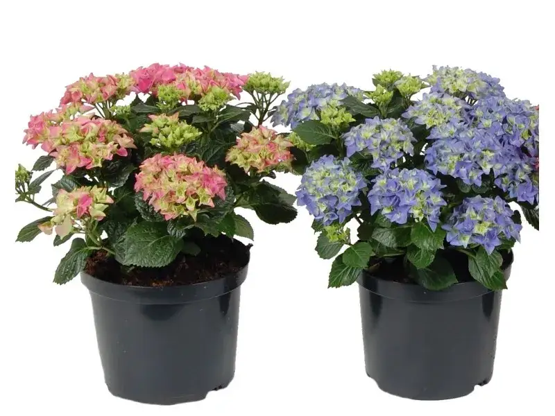 Gdzie kupić hortensję w doniczce - najlepsze oferty i porady