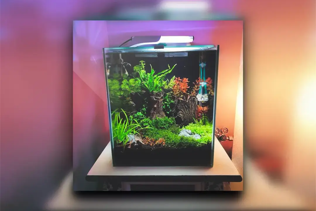 Jak założyć akwarium 60l: prosty poradnik dla początkujących akwarystów