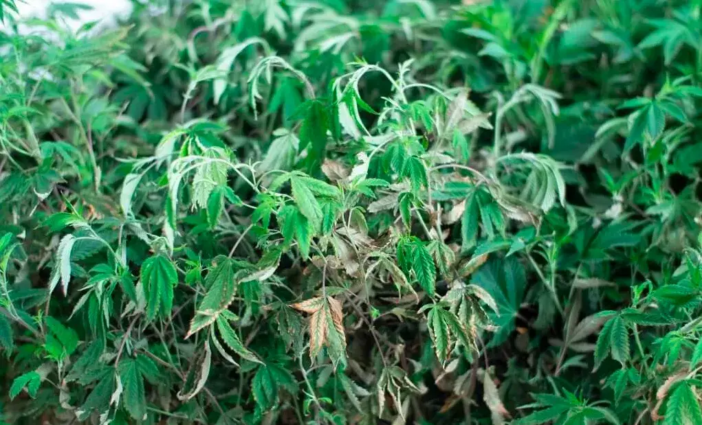 Werticilioza czym zwalczać - jak skutecznie leczyć tę chorobę roślin