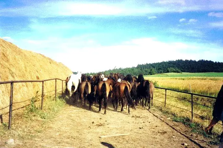 Stadnina koni huculskich w Regietowie - historia i unikalne wydarzenia