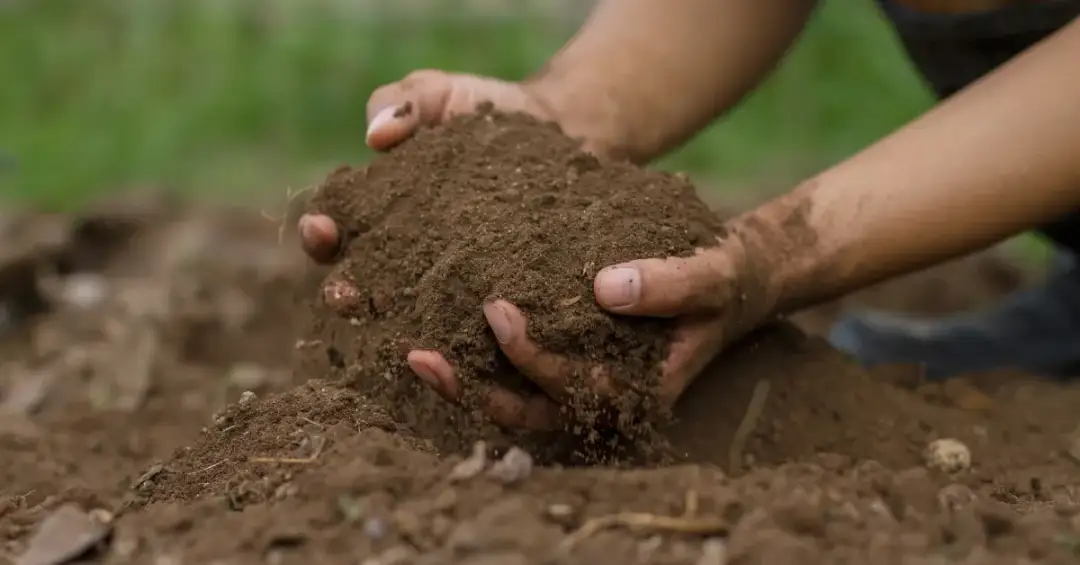 Jakie pH ma kompost? Poznaj prawidłowe wartości i wpływ na rośliny