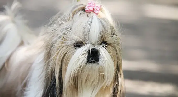 Kiedy shih tzu zmienia sierść? Kluczowe informacje i porady pielęgnacyjne