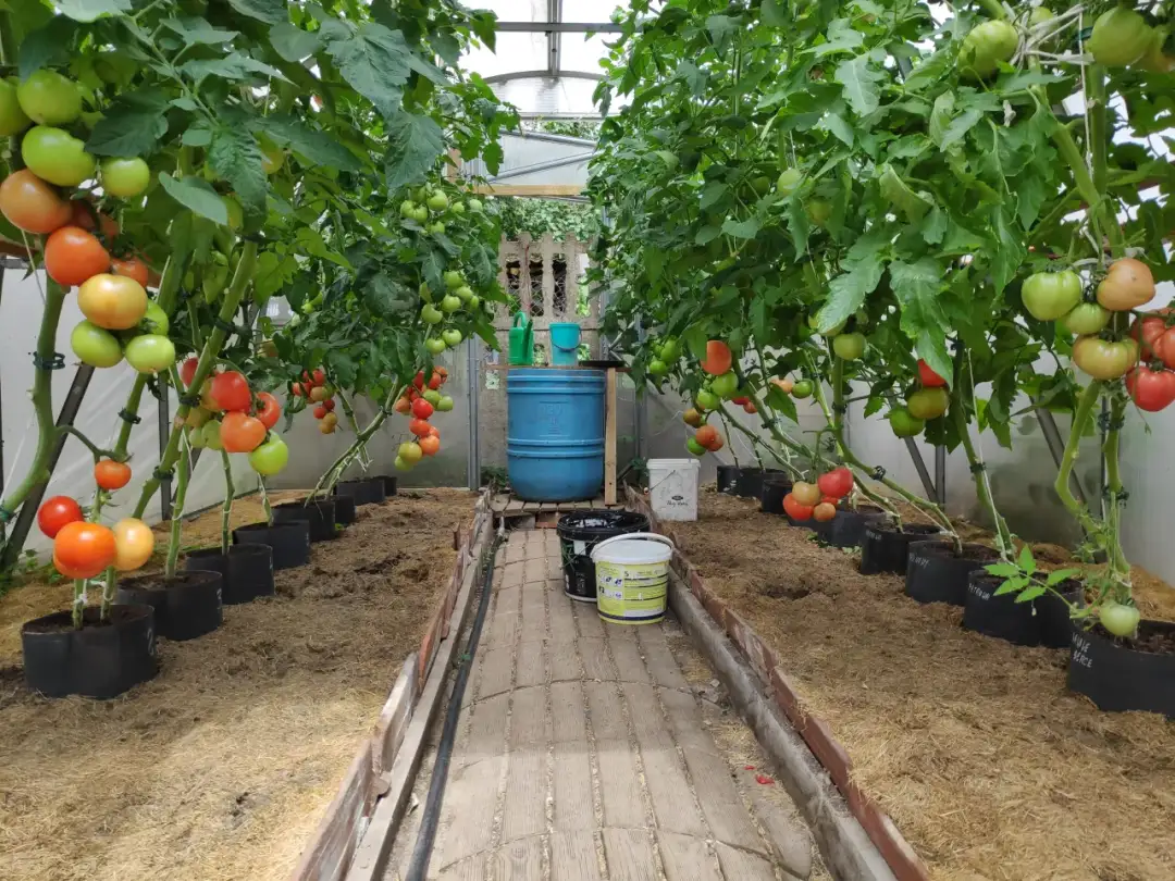 Jak uprawiać pomidory w szklarni: proste sposoby na zdrowe plony