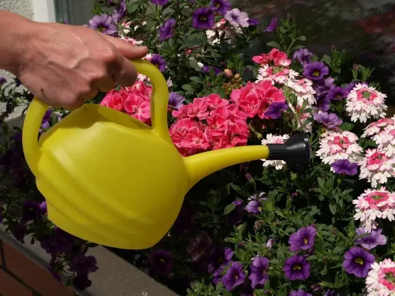 Jak często podlewać kwiaty na balkonie, by uniknąć ich uschnięcia?