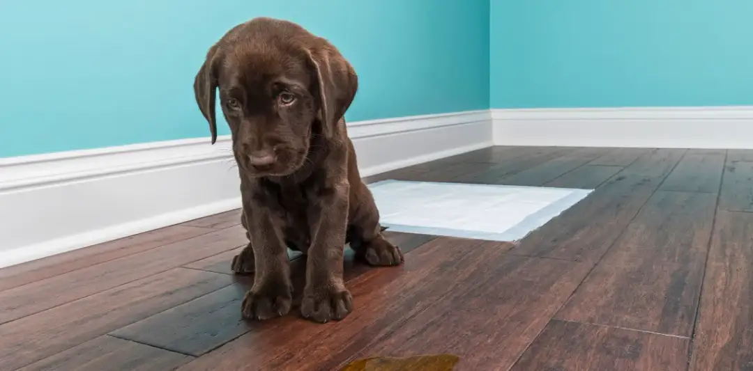 Jak długo szczeniak uczy się czystości? Oczekiwania i wyzwania