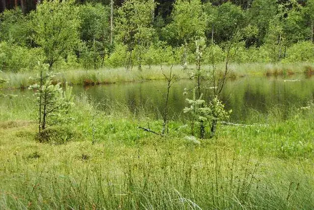 Rezerwat przyrody Jezioro Piaseczno: Odkryj jego unikalne piękno i atrakcje