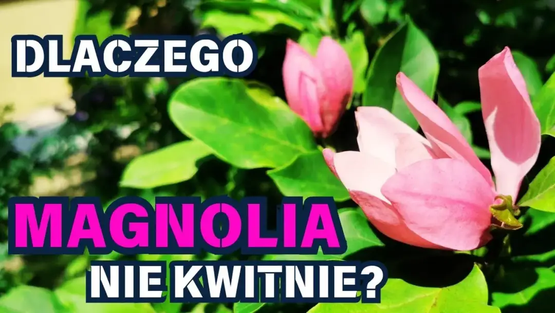 Czemu magnolia nie kwitnie? Odkryj najczęstsze przyczyny braku kwiatów