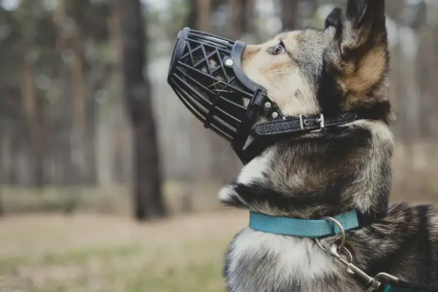 Kaganek oświaty czy kaganiec oświaty – poznaj różnice i znaczenie