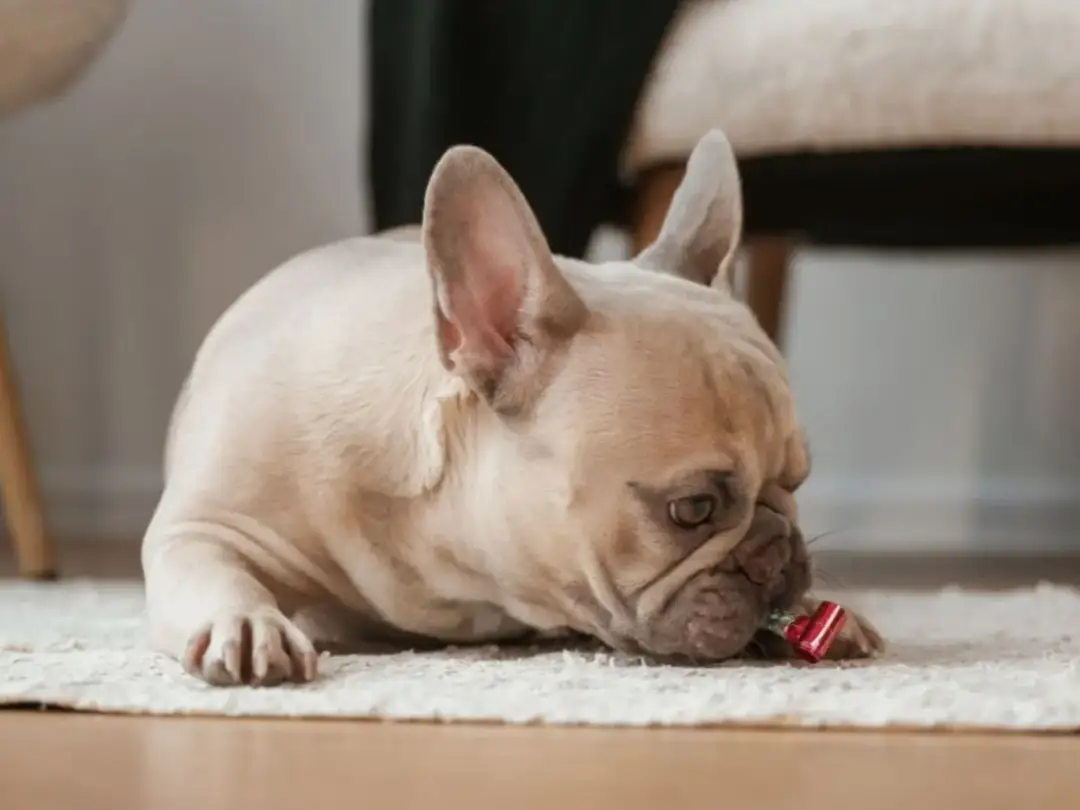 Pies zjadł folię aluminiową? Co robić, objawy i pierwsza pomoc