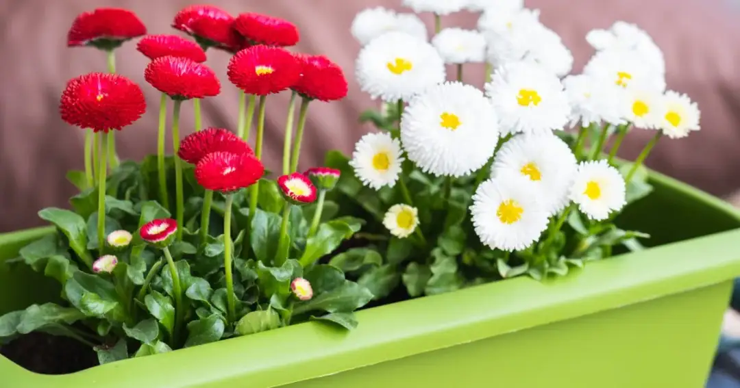 Kiedy sadzić stokrotki na balkonie, aby uniknąć nieudanych plonów?