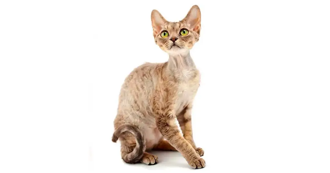 Rudy Devon Rex: Rzadki kolor, ognisty charakter czy to kot dla Ciebie?