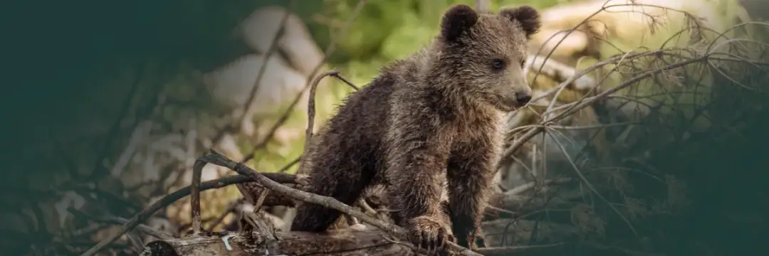 Mały niedźwiedź: symbolika zwierzęcia i jej obecność w sztuce