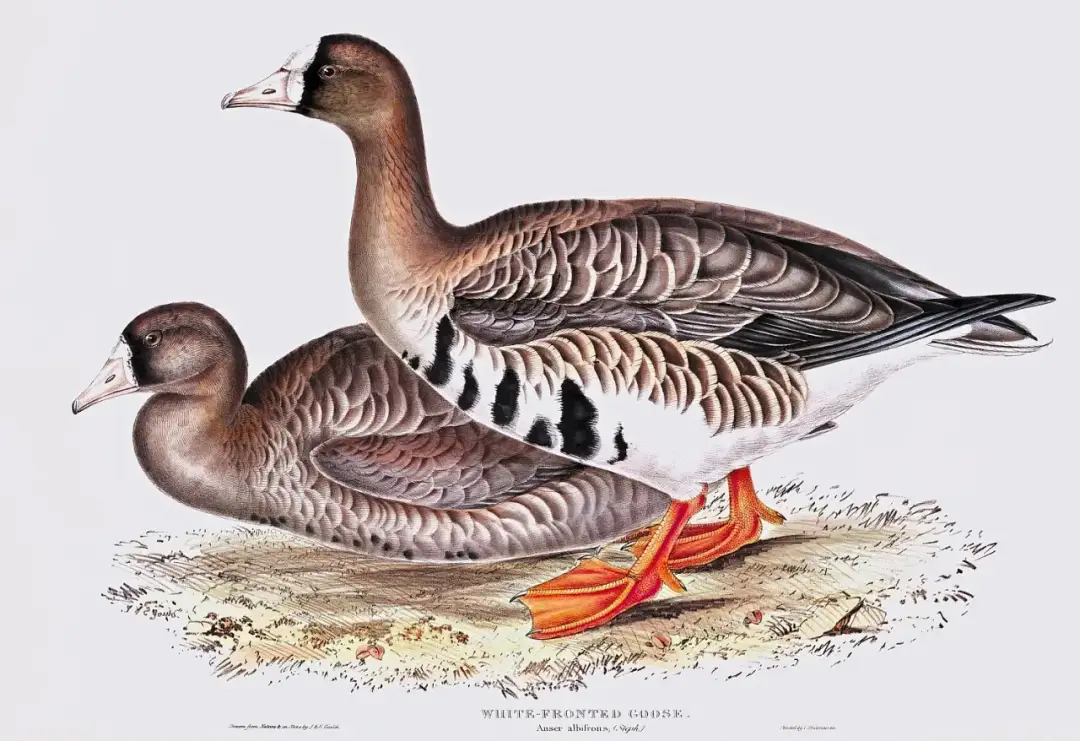 Fascynujące miejsca gdzie zimują dzikie gęsi: poznaj szlaki ich wędrówek