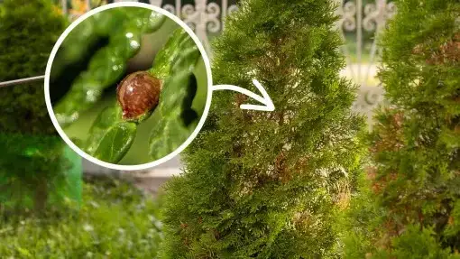 Skuteczne metody pryskania tui na choroby i szkodniki