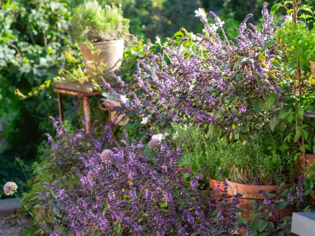Kwitnąca bazylia o fioletowych kwiatach, obok czosnku ozdobnego i innych ziół w donicach. Czy bazylia jest wieloletnia? Warto sprawdzić!