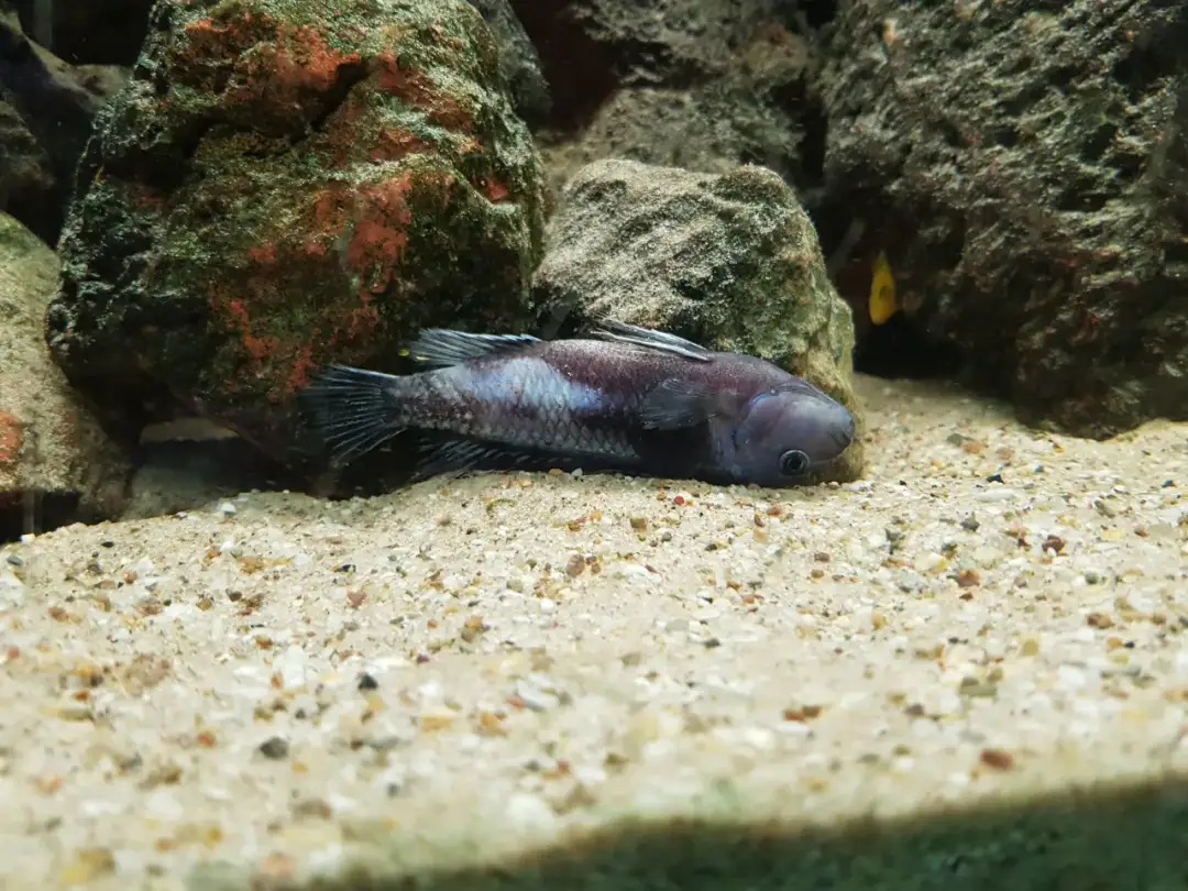 Dlaczego ryba leży na dnie akwarium - poznaj 8 niepokojących przyczyn