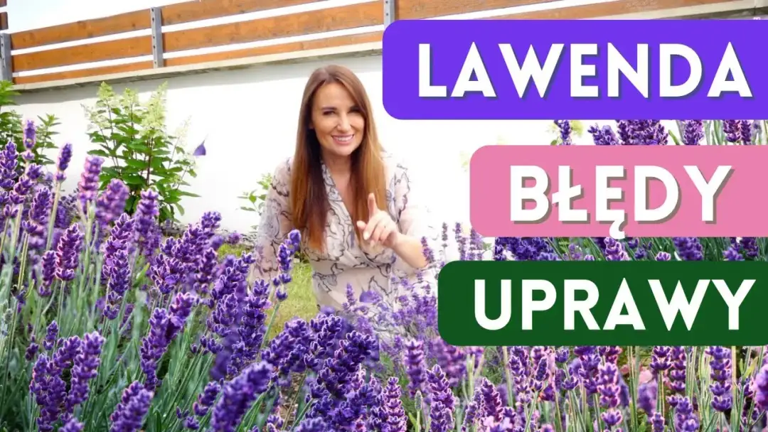 Siew lawendy do gruntu: Uniknij błędów, ciesz się zapachem!