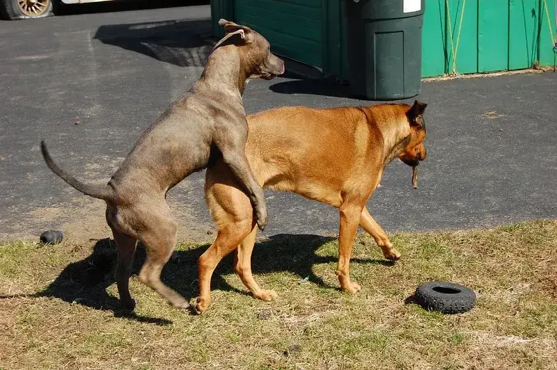 Kiedy psy się ruchają - poznaj zachowania i cykl godowy zwierząt domowych