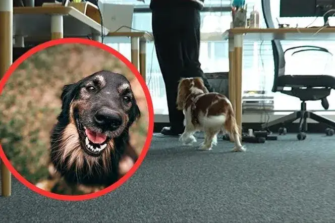 Czy do kina można z psem? Sprawdź, gdzie możesz zabrać pupila