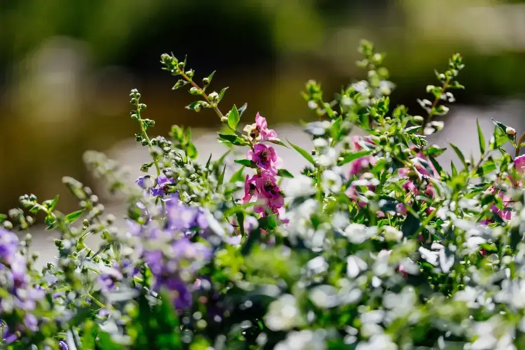 Angelonia: piękny kwiat o długim okresie kwitnienia