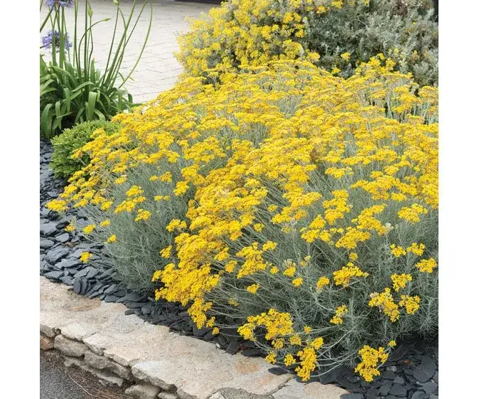 Curry jak rośnie: Kluczowe warunki i pielęgnacja rośliny curry