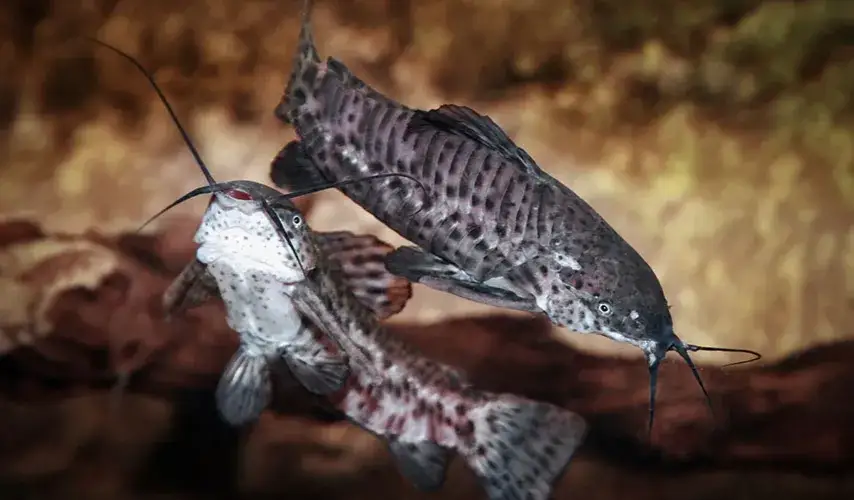 Czy kiryśnik zjada małe rybki? Sprawdź, jakie ryby są bezpieczne