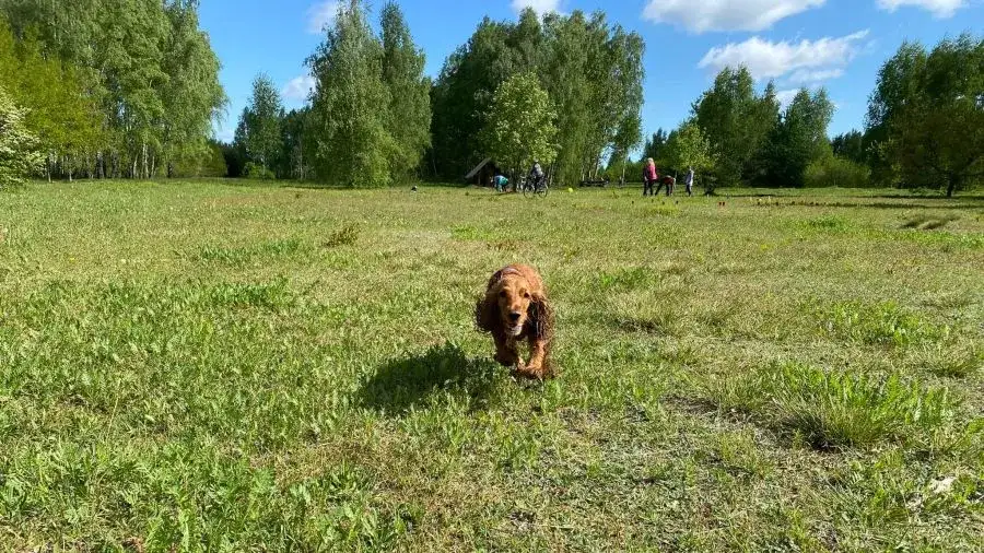 Gdzie z psem na spacer w Śląsku? Odkryj najlepsze miejsca dla psów