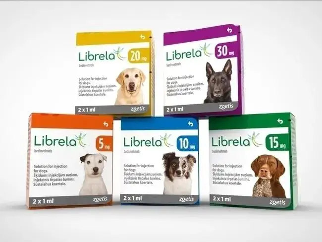 Librela dla psa: ulga w bólu stawów. Jak działa?