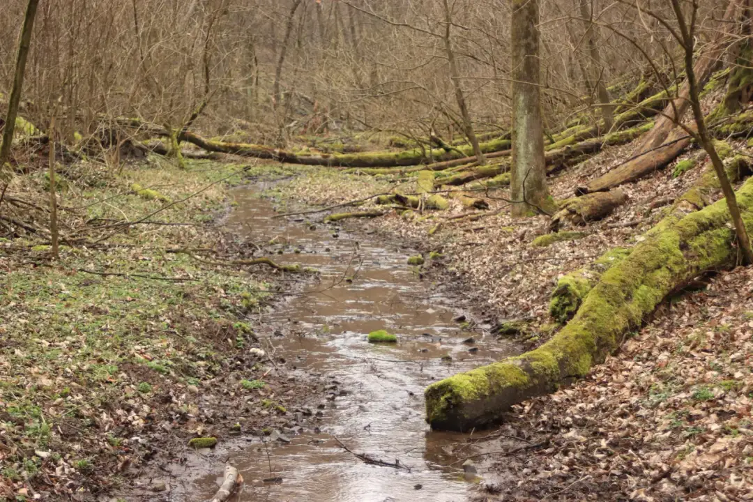 Rezerwat przyrody Dolina Potoku Rudno – tajemnice natury i atrakcje