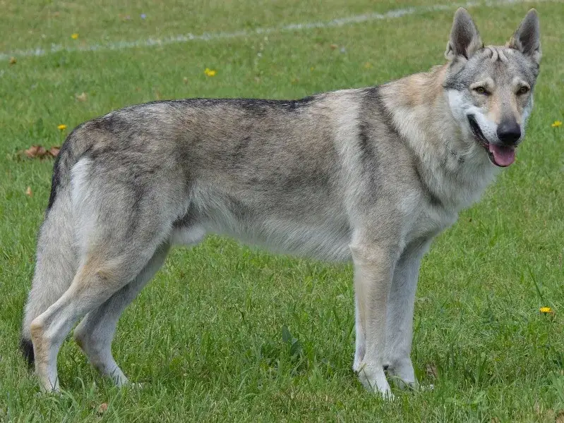 Najlepsze hodowle wilczaków czechosłowackich w Polsce - sprawdzone miejsca