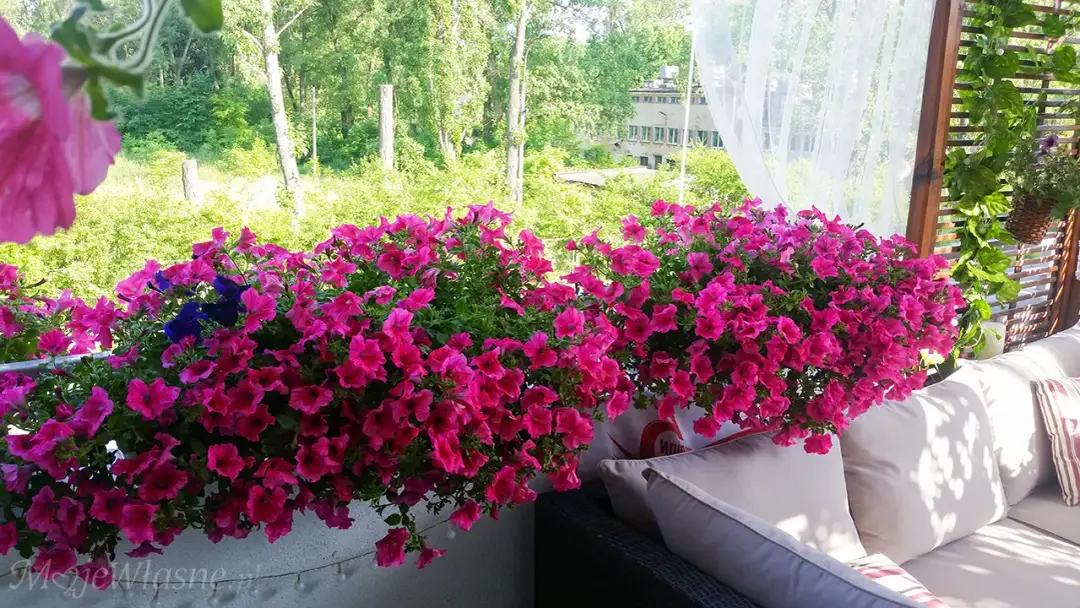 Ile sadzonek surfinii do jednej doniczki, aby uniknąć problemów z wzrostem?