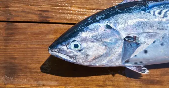 Czy makrela jest w Bałtyku? Sezonowe migracje i najlepsze miejsca na ryby