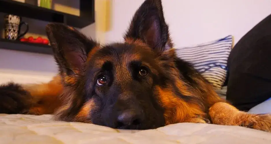 Owczarek niemiecki długowłosy: kiedy rośnie sierść i jak dbać o nią