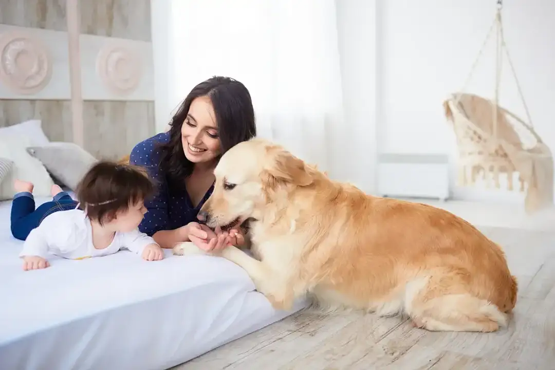 Pies i noworodek: Spokojne współistnienie? Plan od behawiorysty