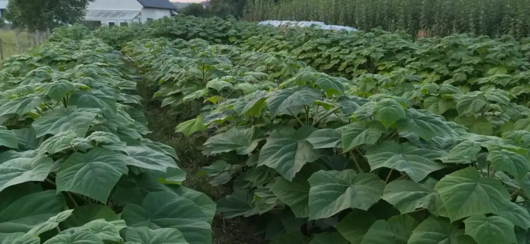 Sadzonki paulowni omszonych - Gdzie kupić najlepsze okazy?