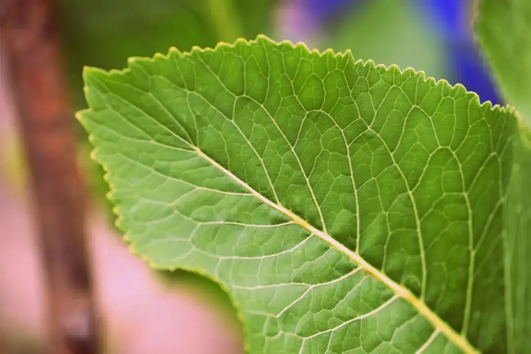 Czy liście chrzanu nadają się na kompost? Bezpieczne i korzystne zastosowanie.